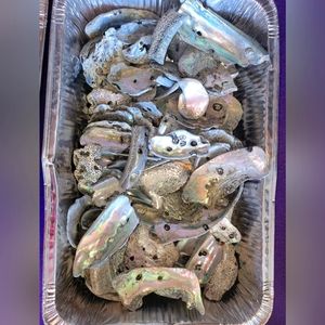 Medium sized abalone shell pieces